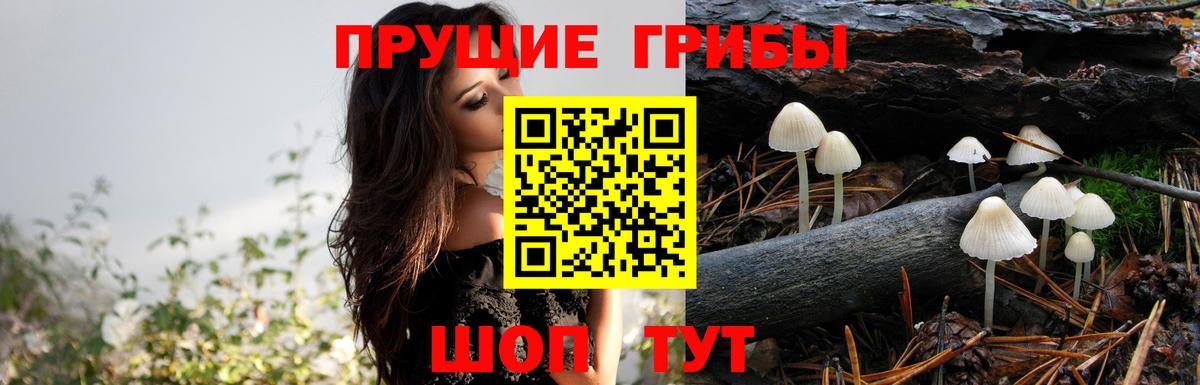 Галлюциногенные грибы Psilocybe  Вход с VPN  Белово 